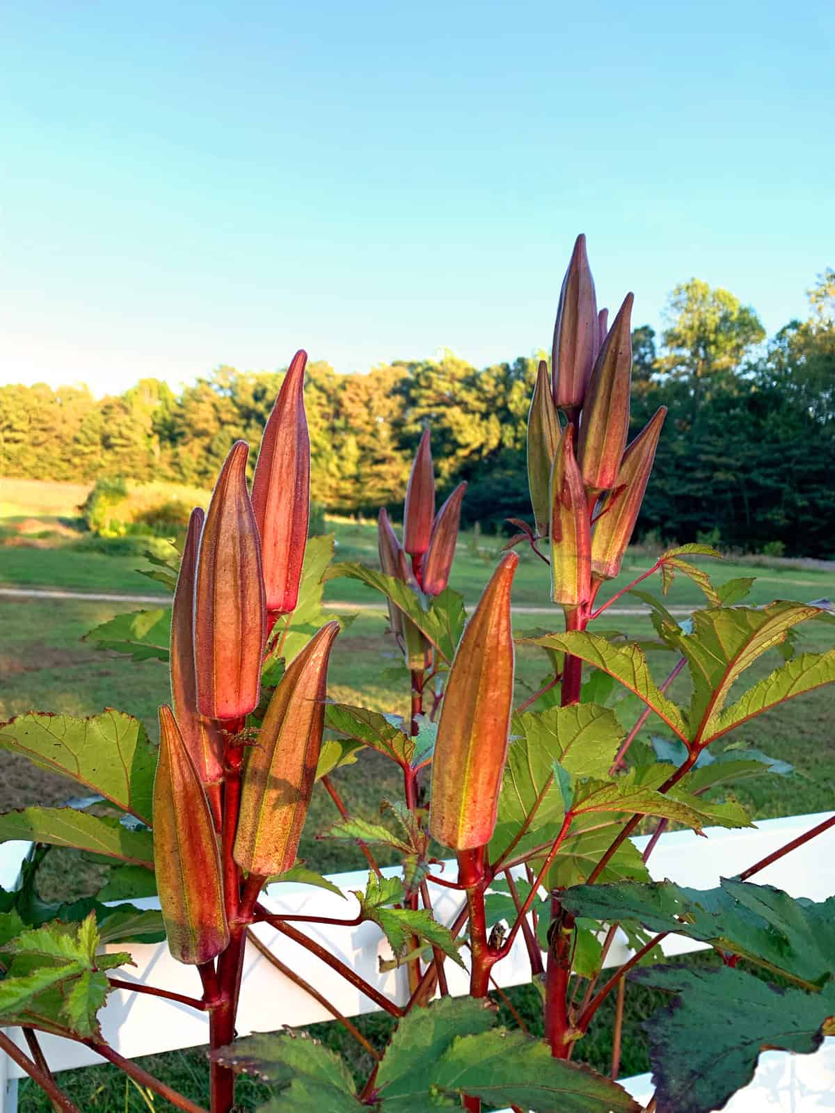 fresh okra daring gourmet garden
