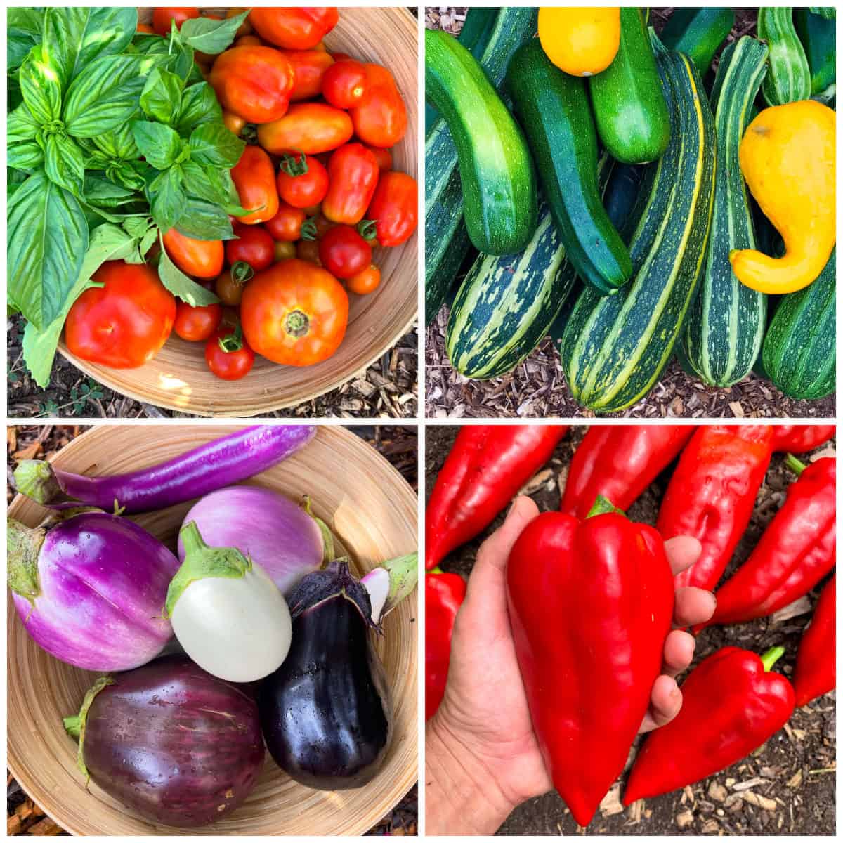 garden fresh vegetables for making ratatouille daring gourmet