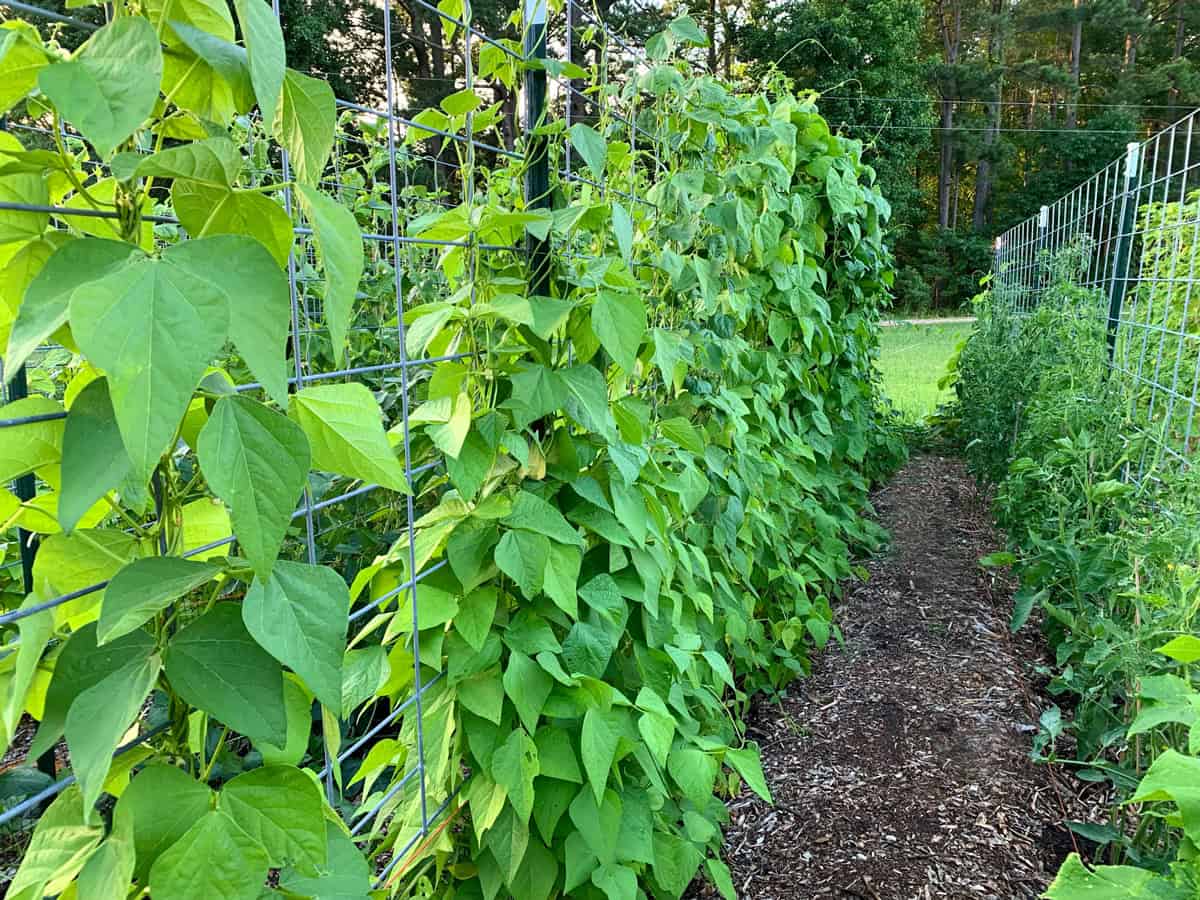bean plants in garden daring gourmet