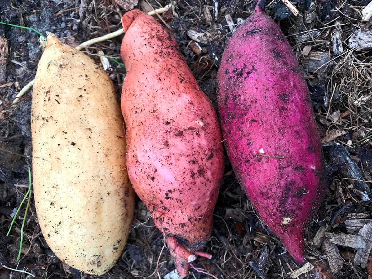 sweet potatoes in Daring Gourmet Garden