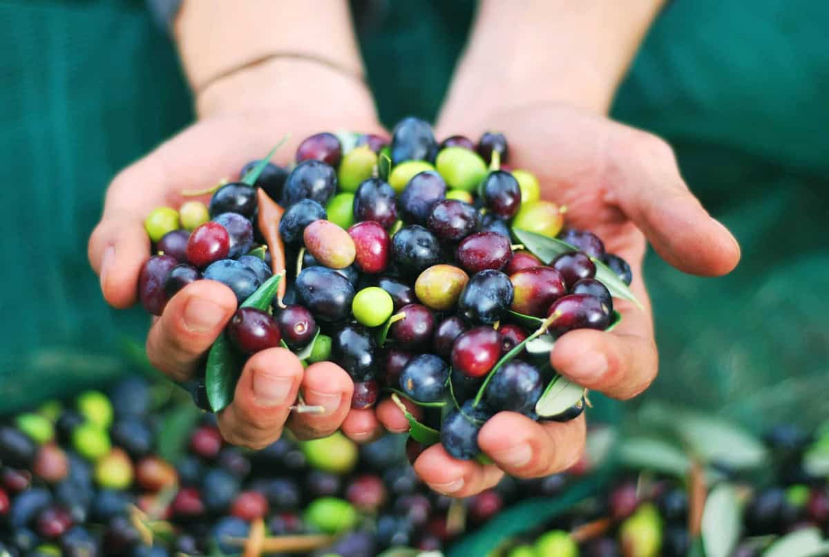 fresh olives