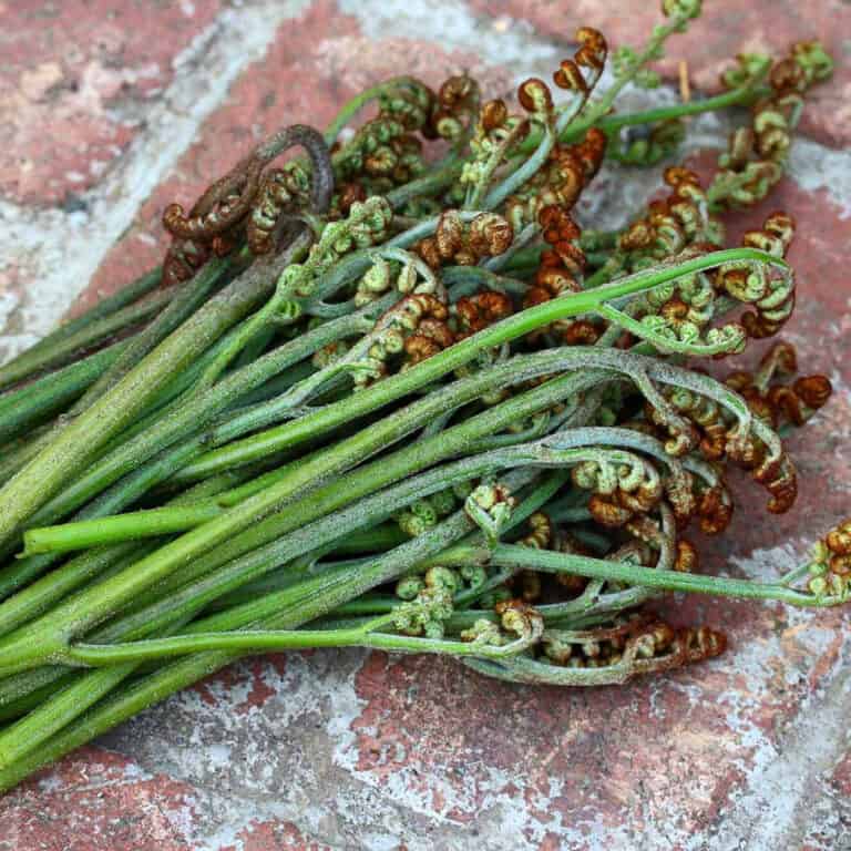 bracken fern how to cook prepare forage find identify wild foraging edible fern fiddleheads
