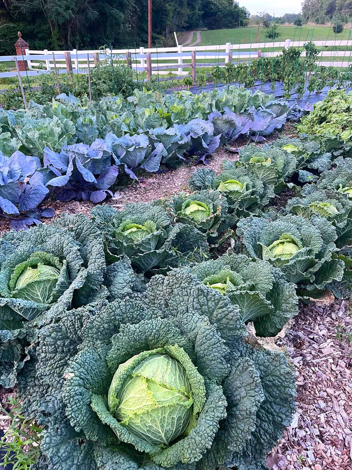 cabbages in garden kimberly killebrew daring gourmet