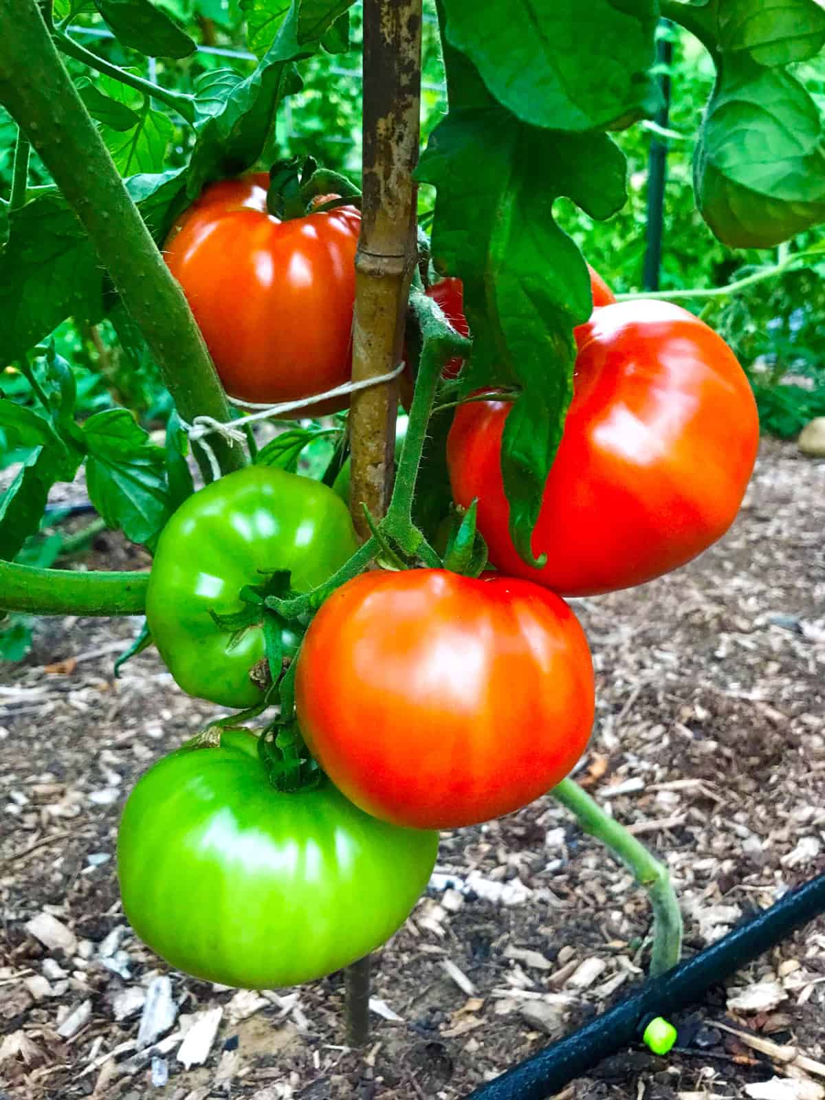 fresh garden tomatoes daring gourmet