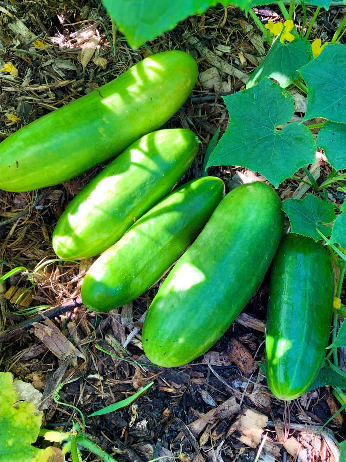 smashed cucumber salad fresh garden cucumbers
