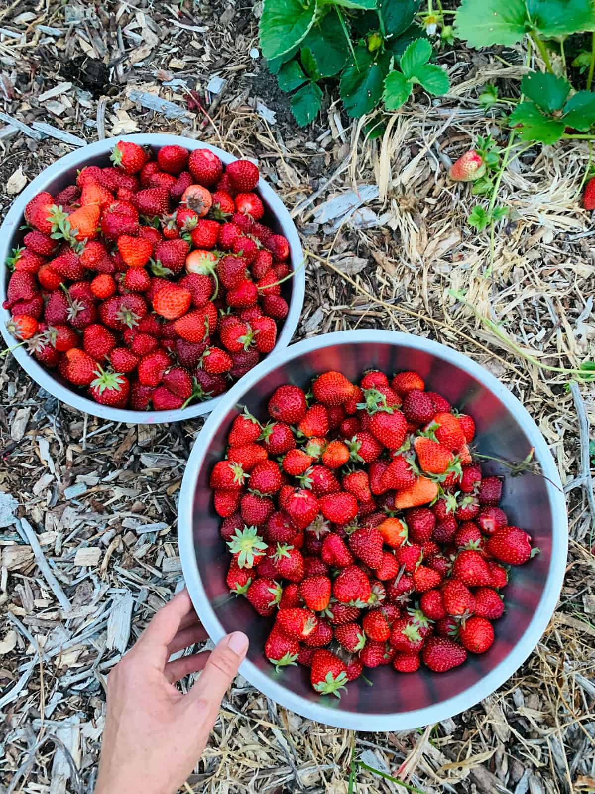 fresh strawberries for homemade strawberry ice cream daring gourmet