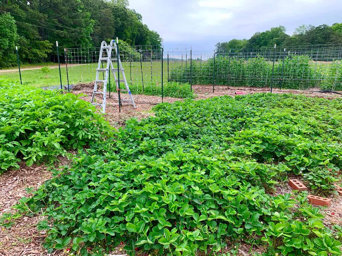 strawberry field daring gourmet kimberly killebrew