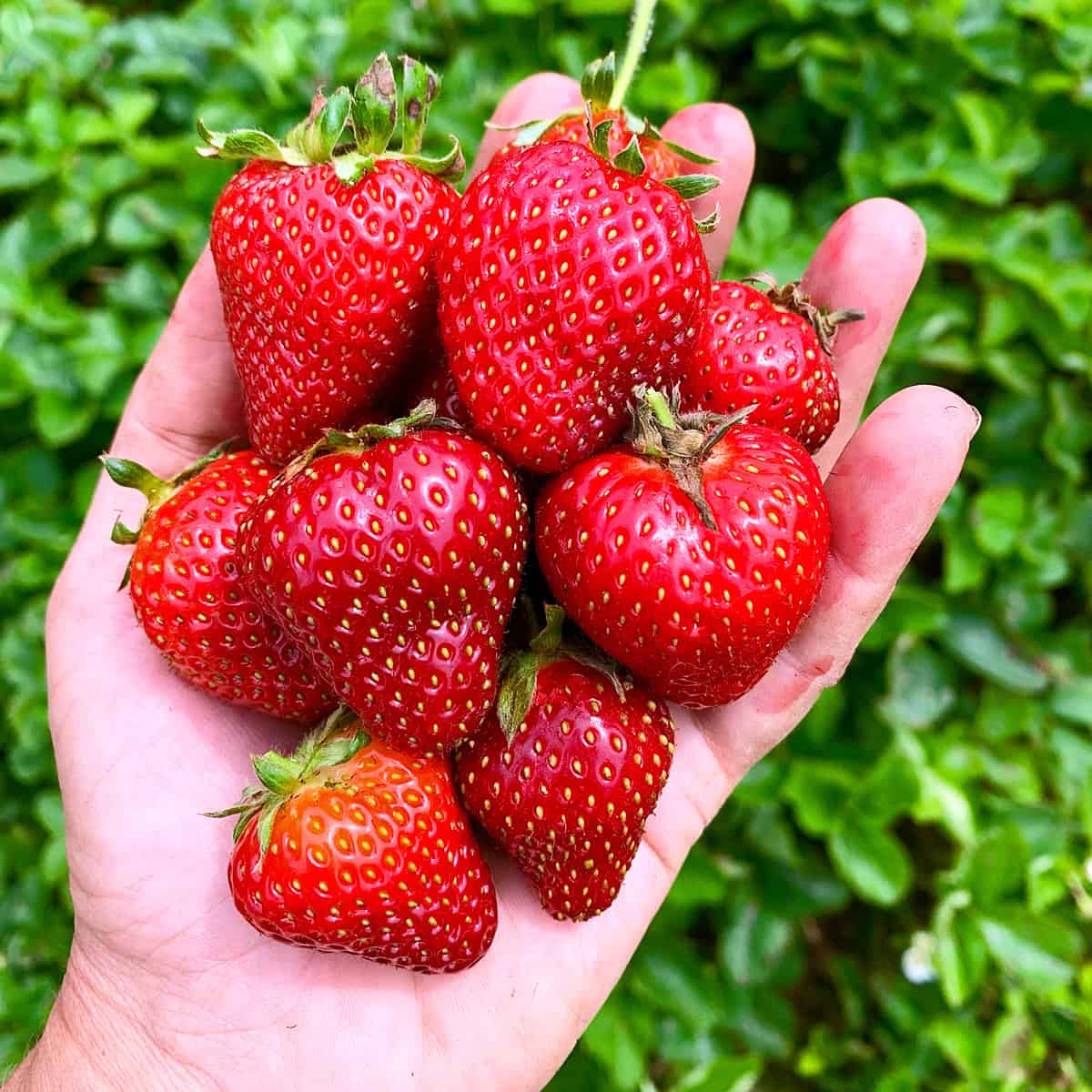 fresh strawberries for homemade strawberry ice cream daring gourmet